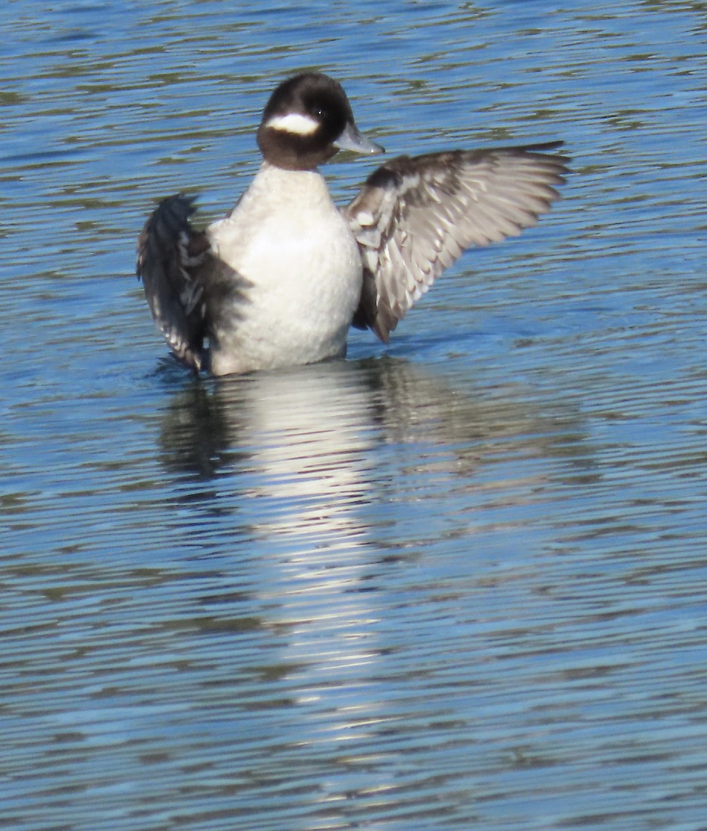 bøffeland - ML646612157