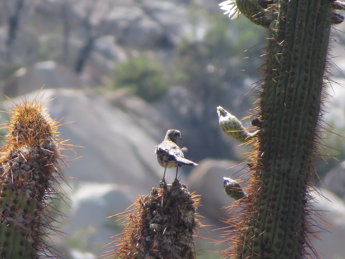 Chilean Mockingbird - ML646612158