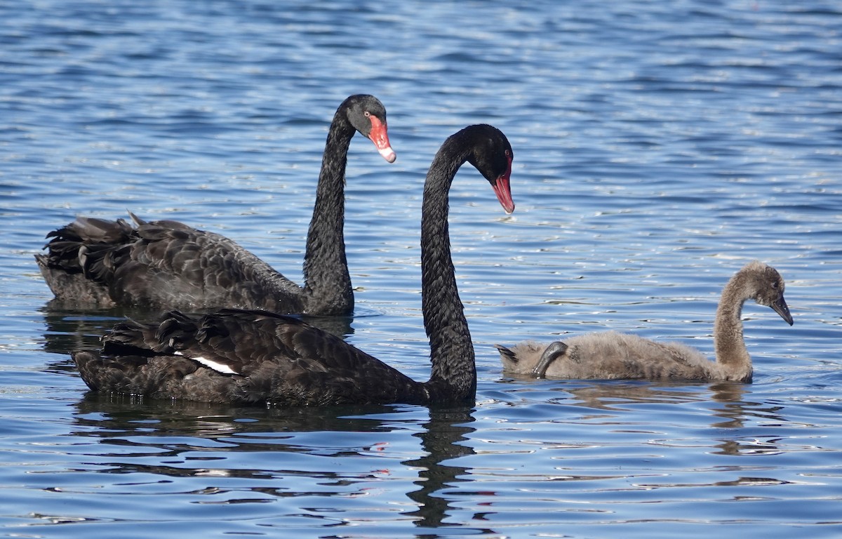 Cigno nero - ML646612159