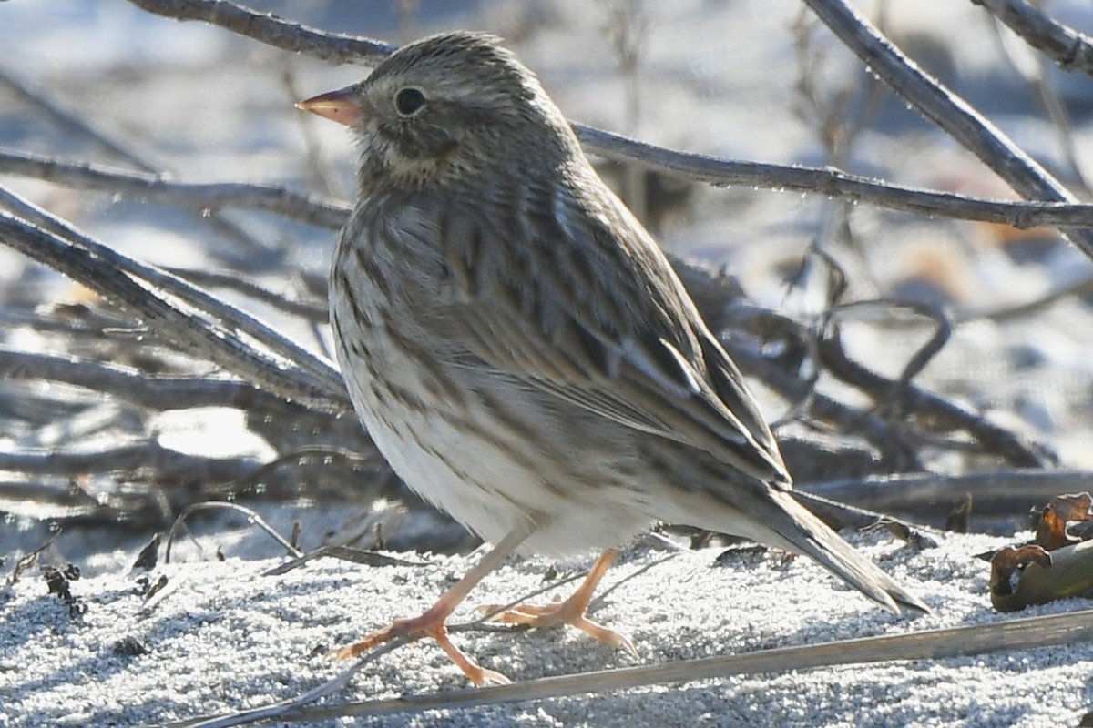 Savannah Sparrow (Ipswich) - ML646612160