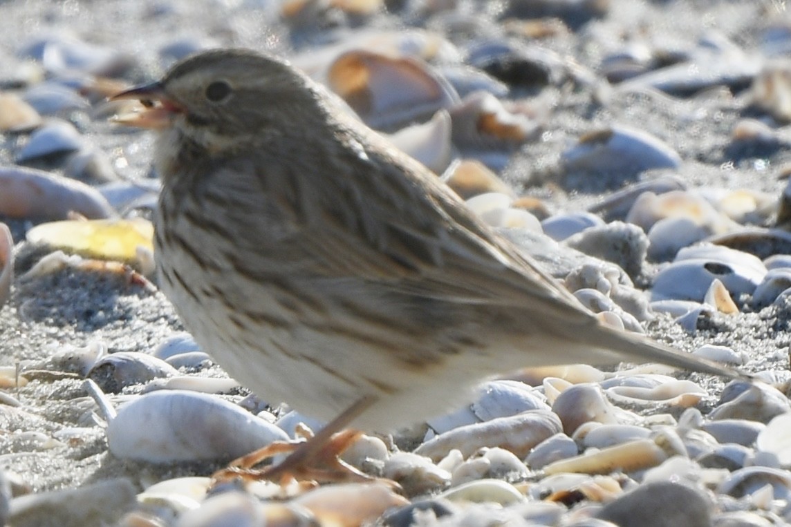 Savannah Sparrow (Ipswich) - ML646612161