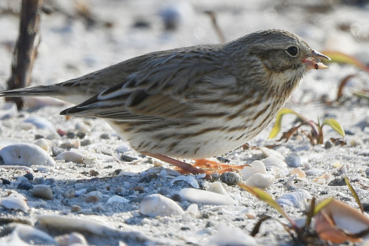 Savannah Sparrow (Ipswich) - ML646612162