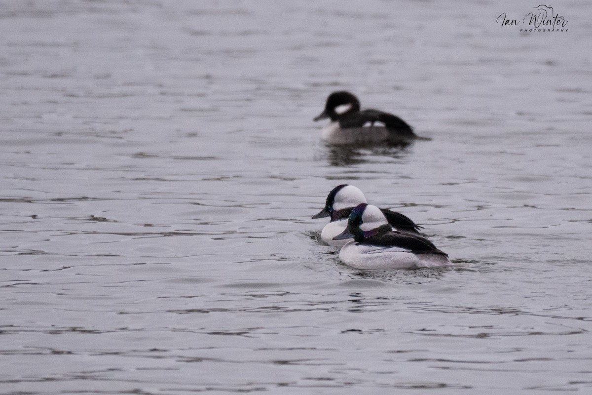 Bufflehead - ML646612168