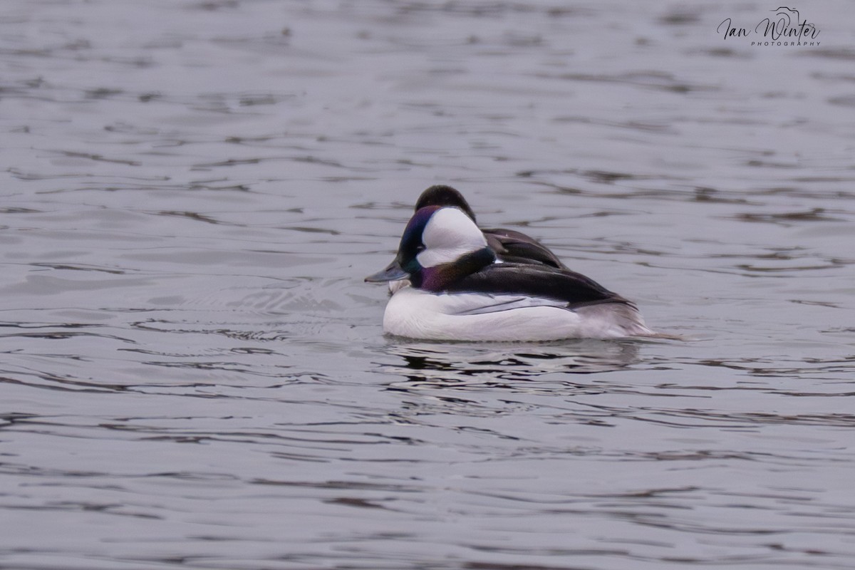 Bufflehead - ML646612169