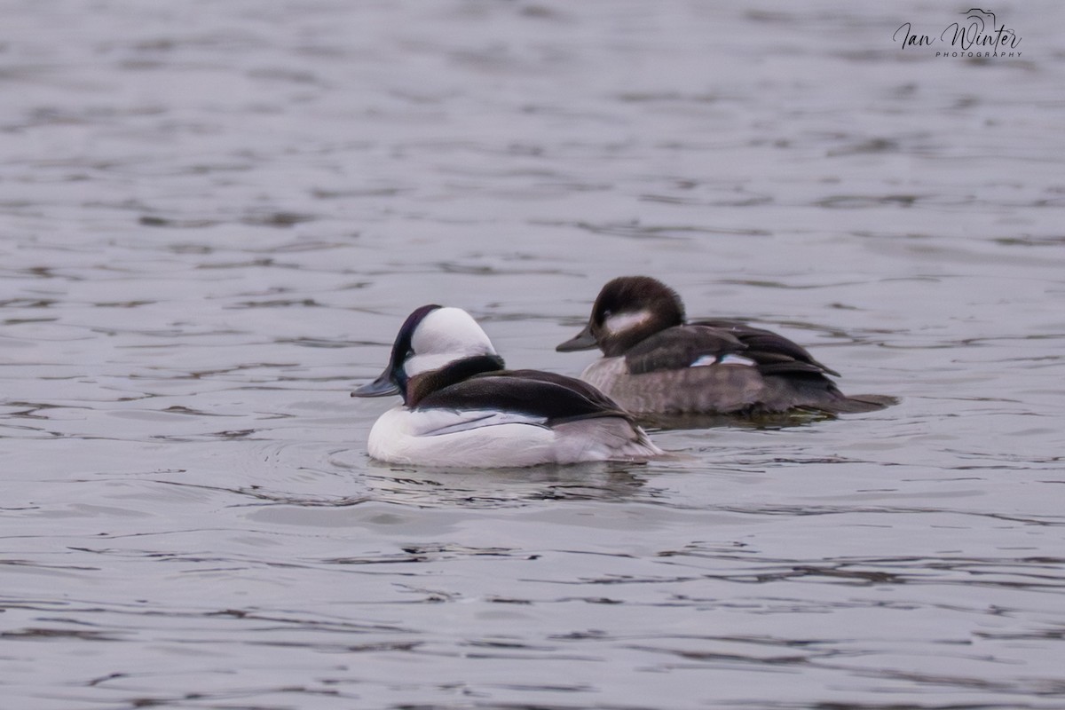 Bufflehead - ML646612170