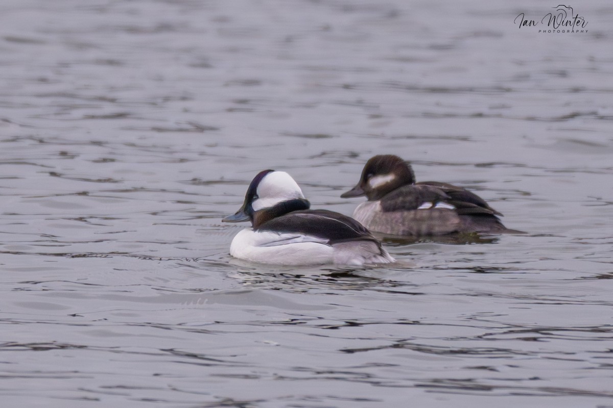Bufflehead - ML646612171