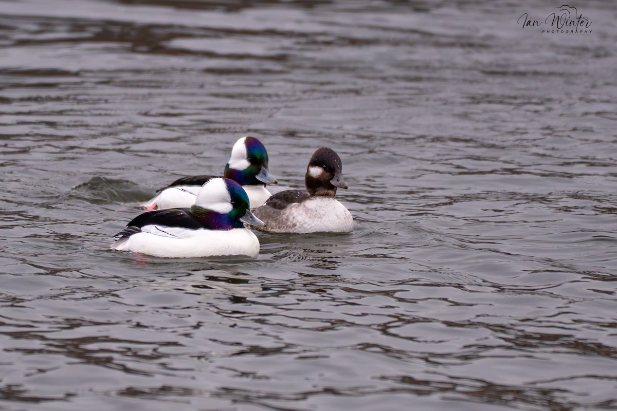 Bufflehead - ML646612172