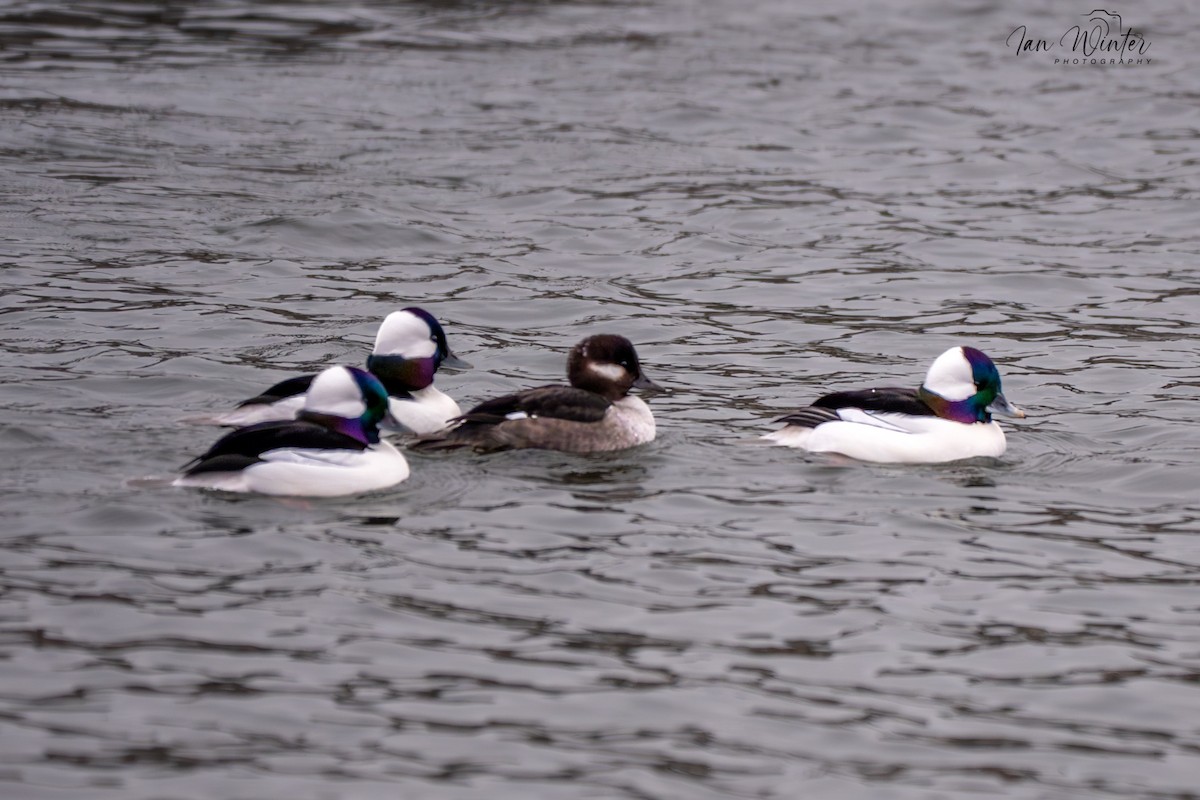 Bufflehead - ML646612173
