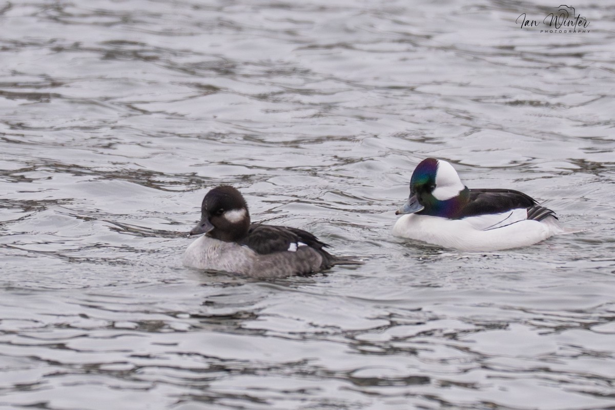 Bufflehead - ML646612174