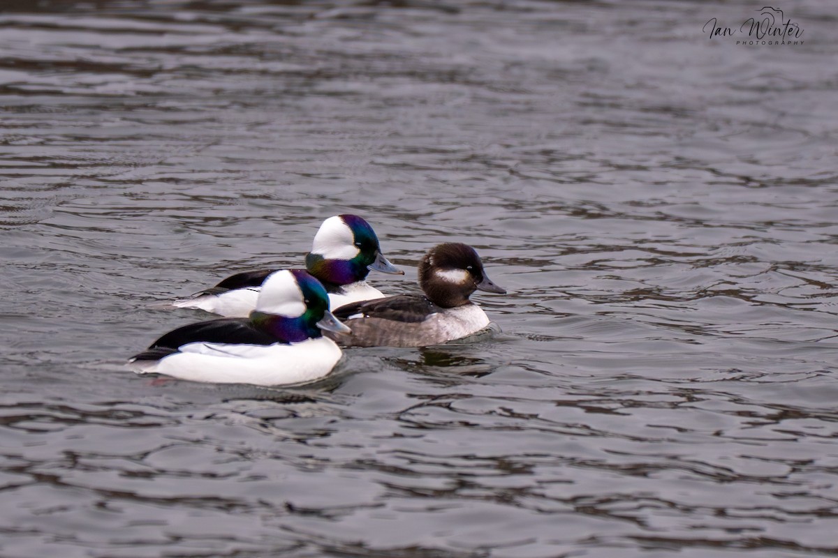 Bufflehead - ML646612175