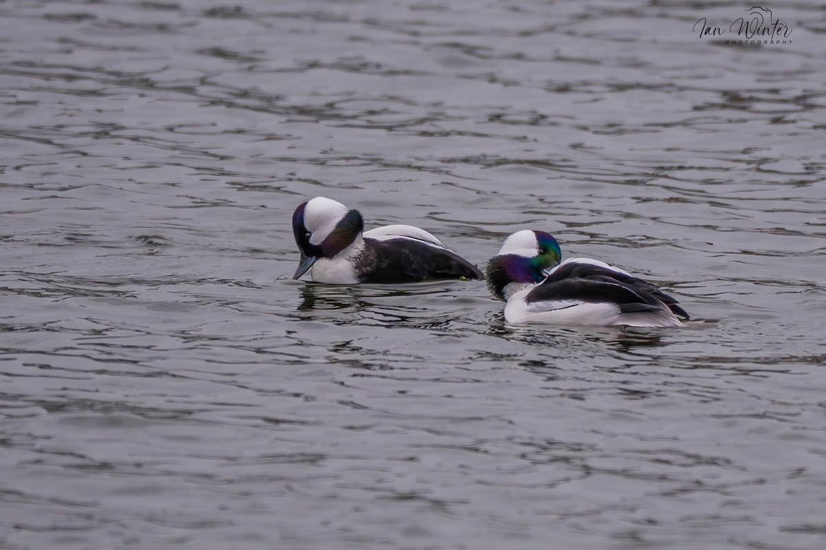 Bufflehead - ML646612176