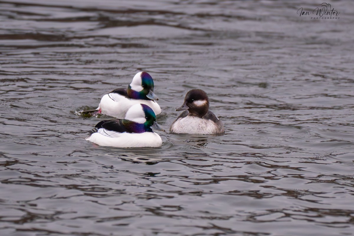 Bufflehead - ML646612177