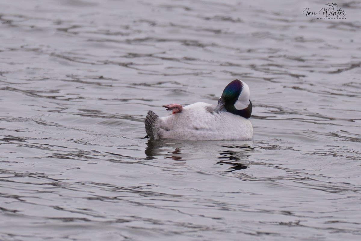 Bufflehead - ML646612178