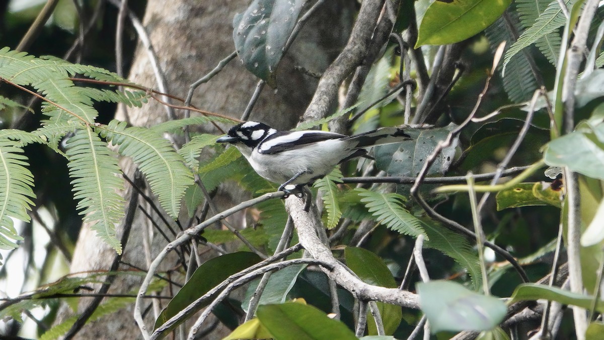 Monarque à nuque blanche - ML646612179