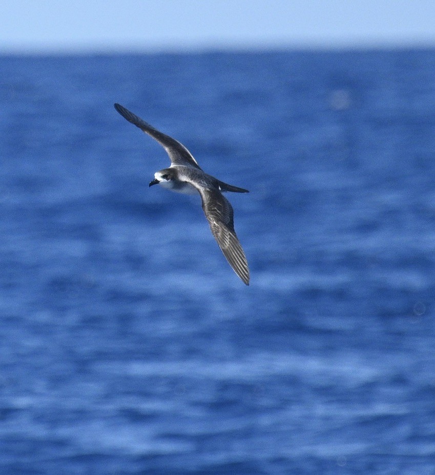 Petrel de Barau - ML646612180