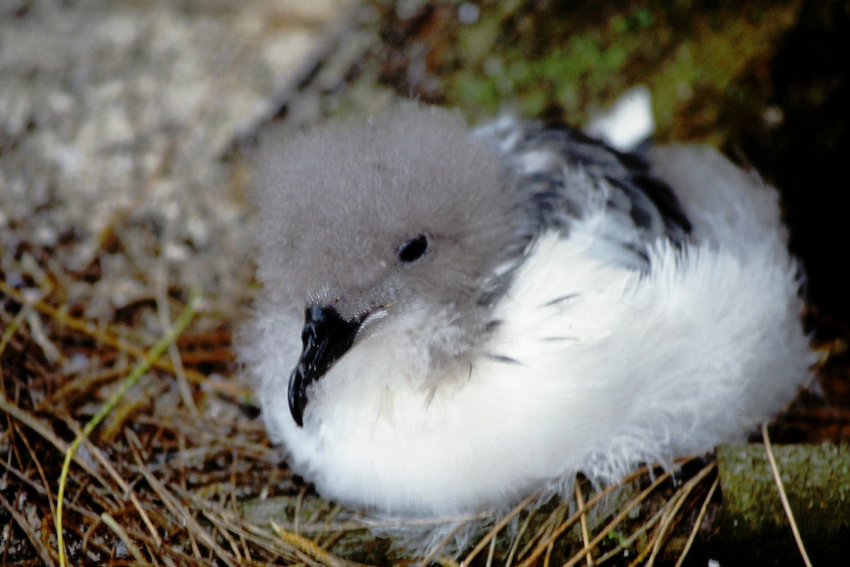 buřňák boninský - ML646612181