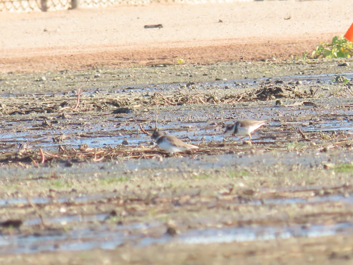 amerikasandlo - ML646612182