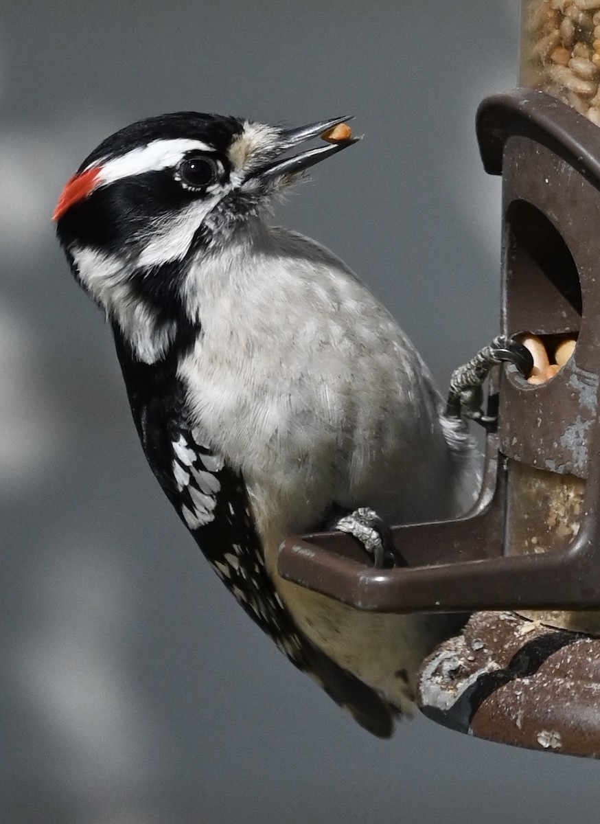 Downy Woodpecker - ML646612183