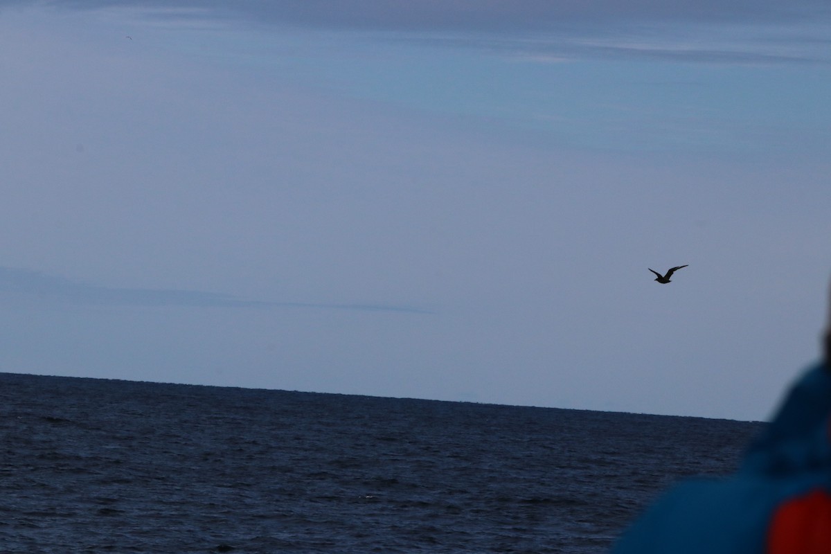 Большой поморник - ML646612184