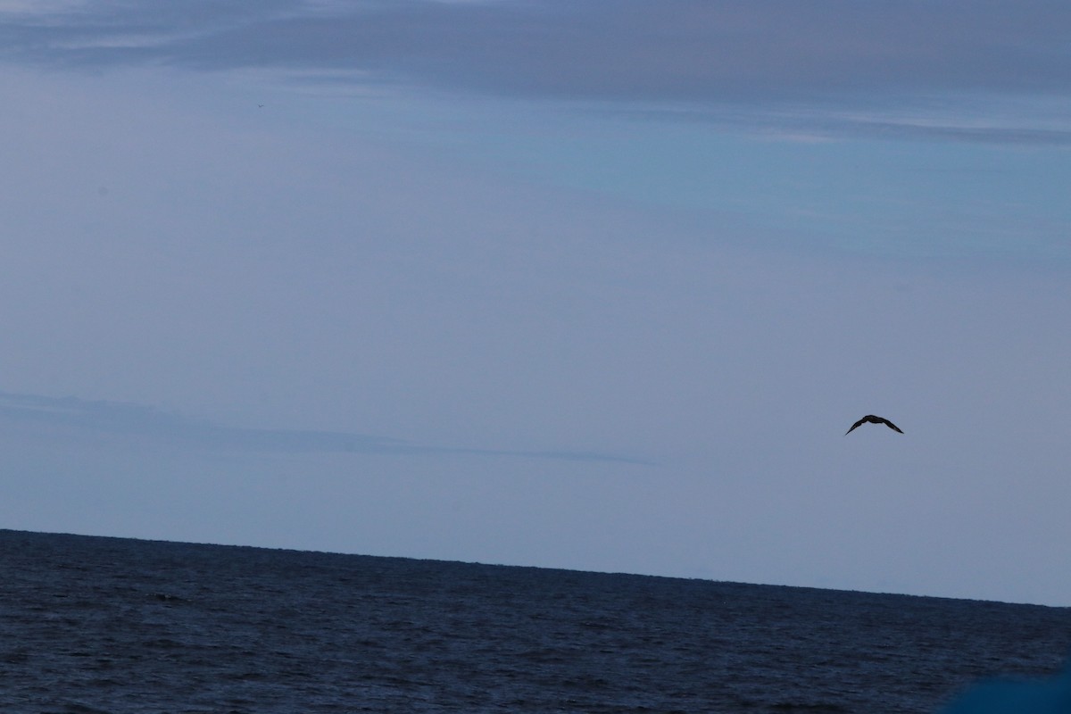 Большой поморник - ML646612185