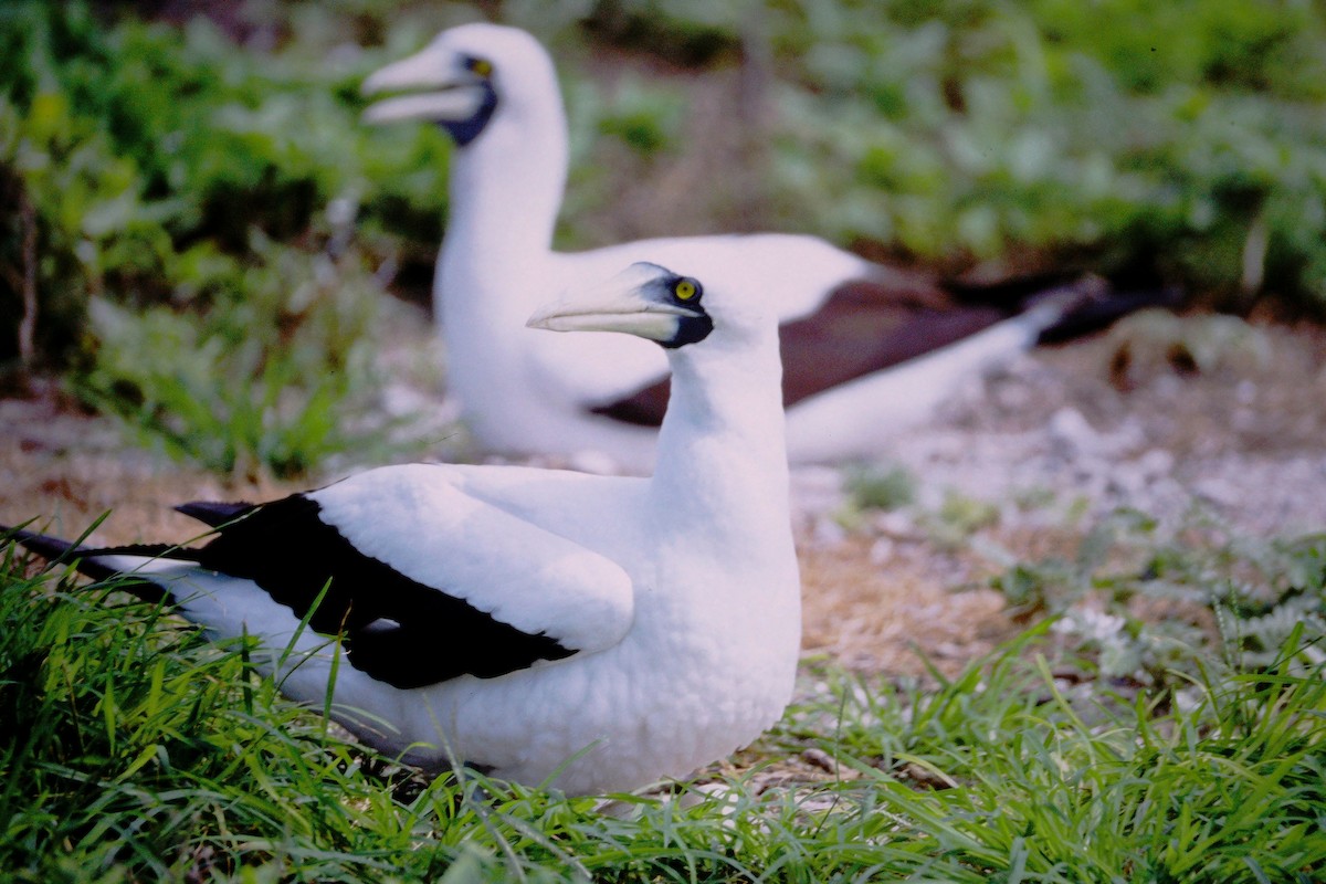 terej maskový - ML646612189