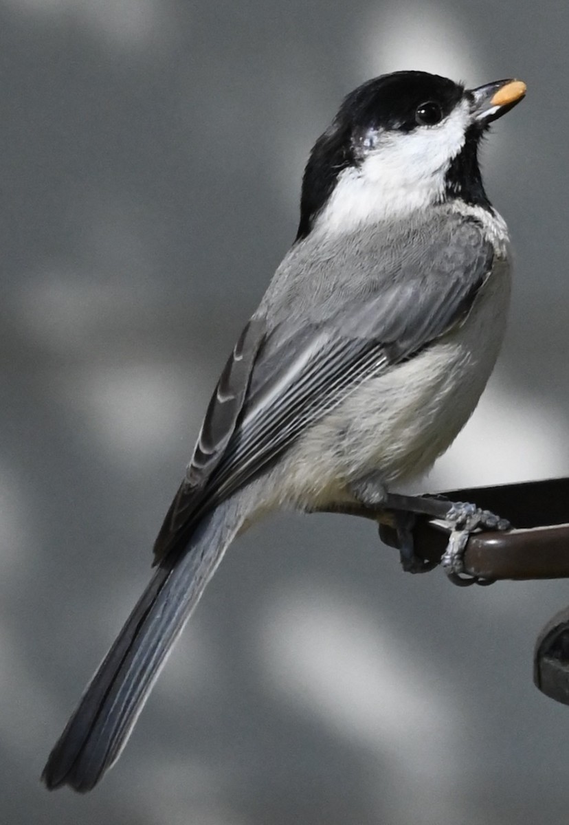 Carolina Chickadee - ML646612190