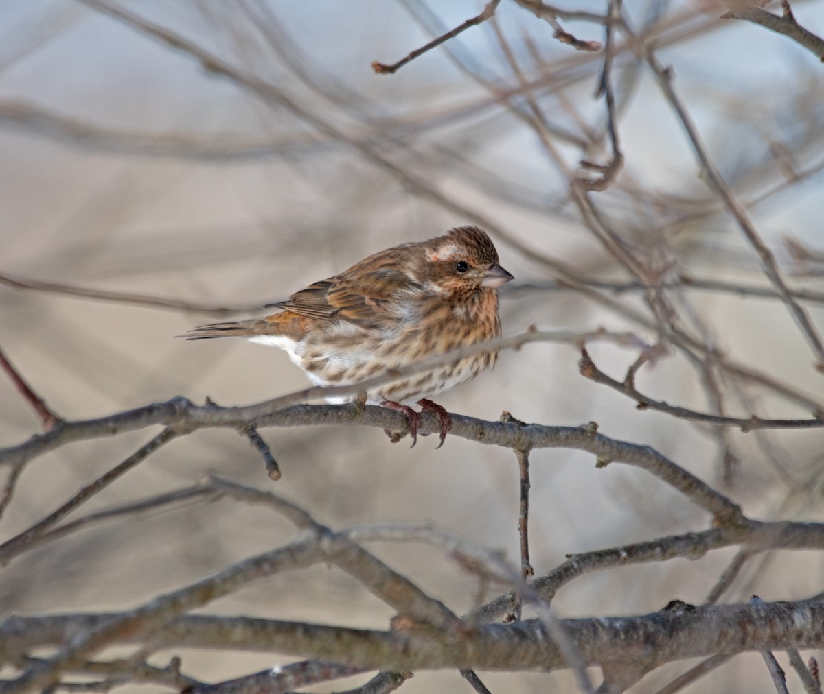 Amerika Çütresi - ML646612191