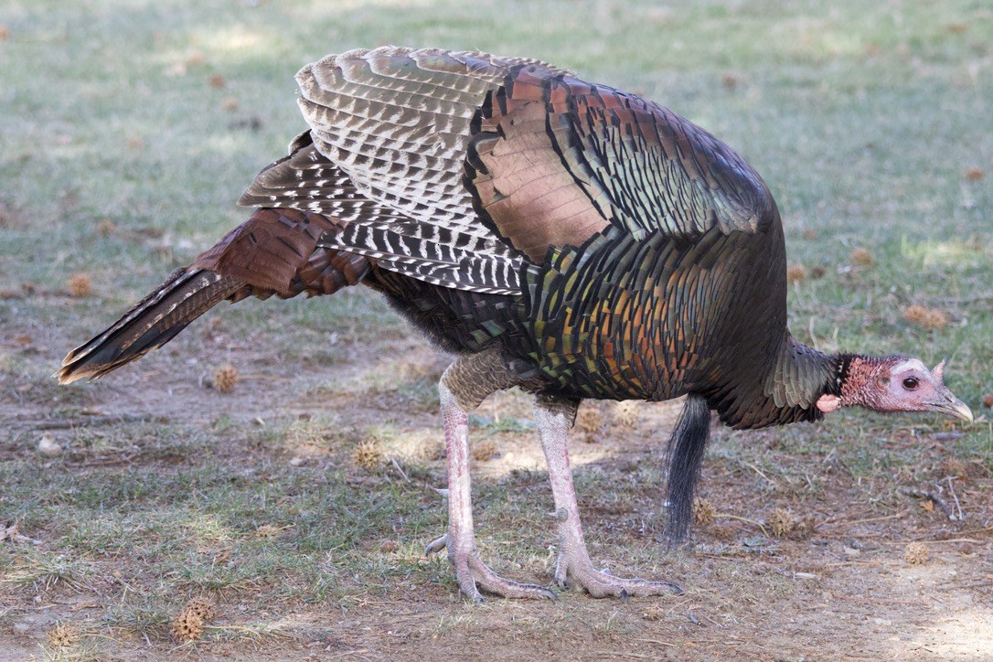 シチメンチョウ - ML646612192