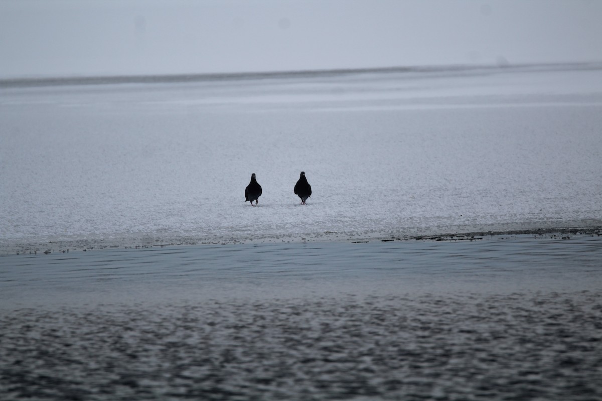 Felsentaube (Straßentaube) - ML646612193