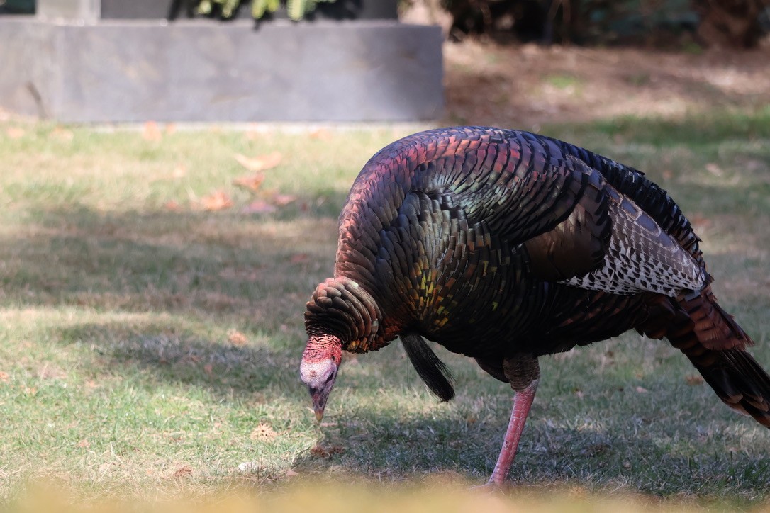 シチメンチョウ - ML646612195