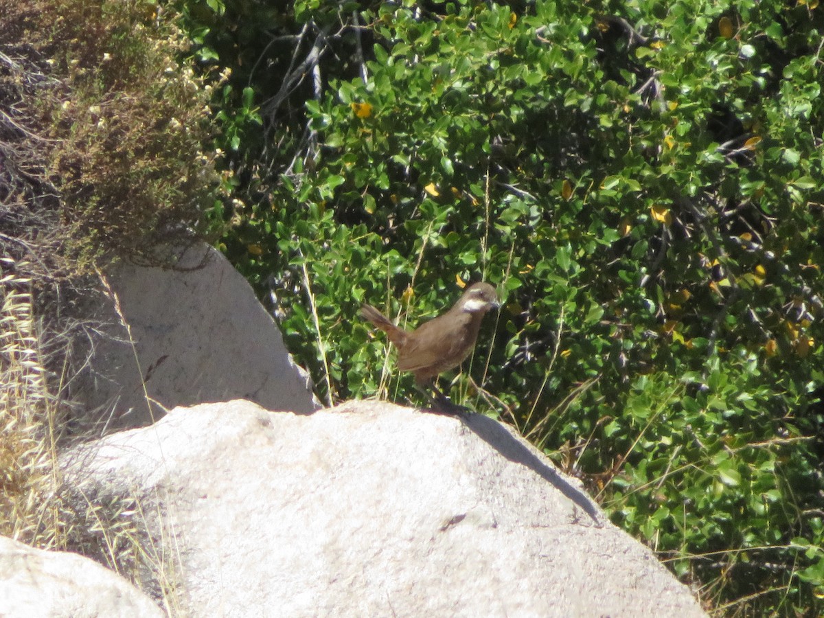 Moustached Turca - ML646612196