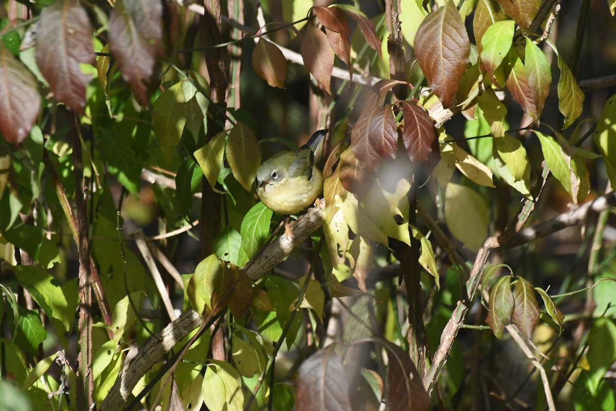 Пісняр-лісовик сизий - ML646612197