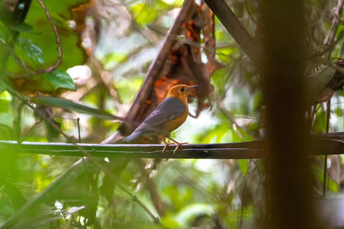 drozd oranžovohlavý - ML646612198