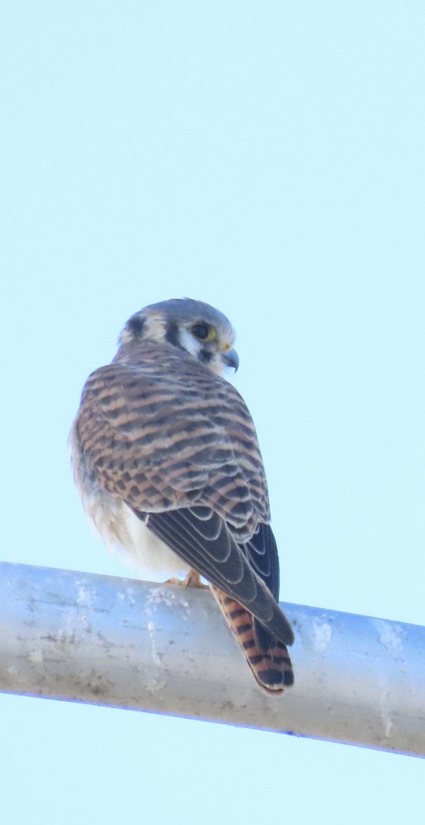 spurvefalk - ML646612199