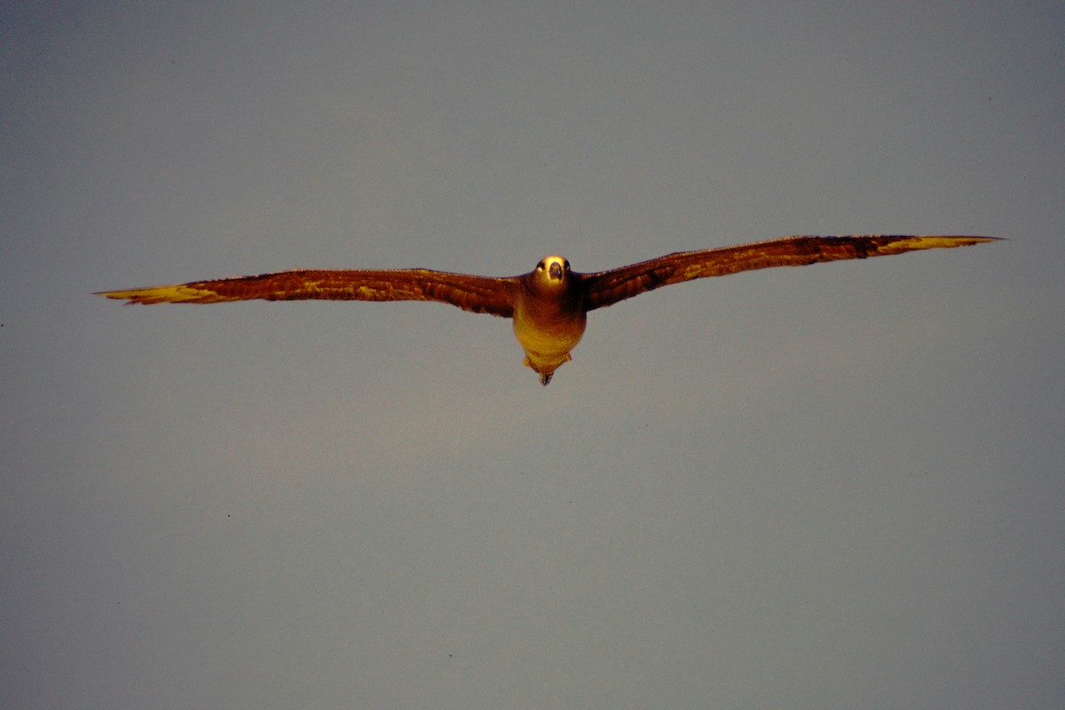 albatros černonohý - ML646612200