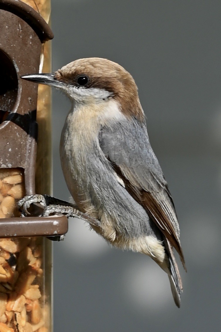 Brown-headed Nuthatch - ML646612202
