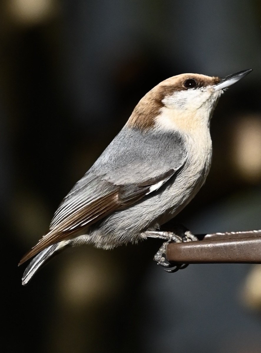 Brown-headed Nuthatch - ML646612203