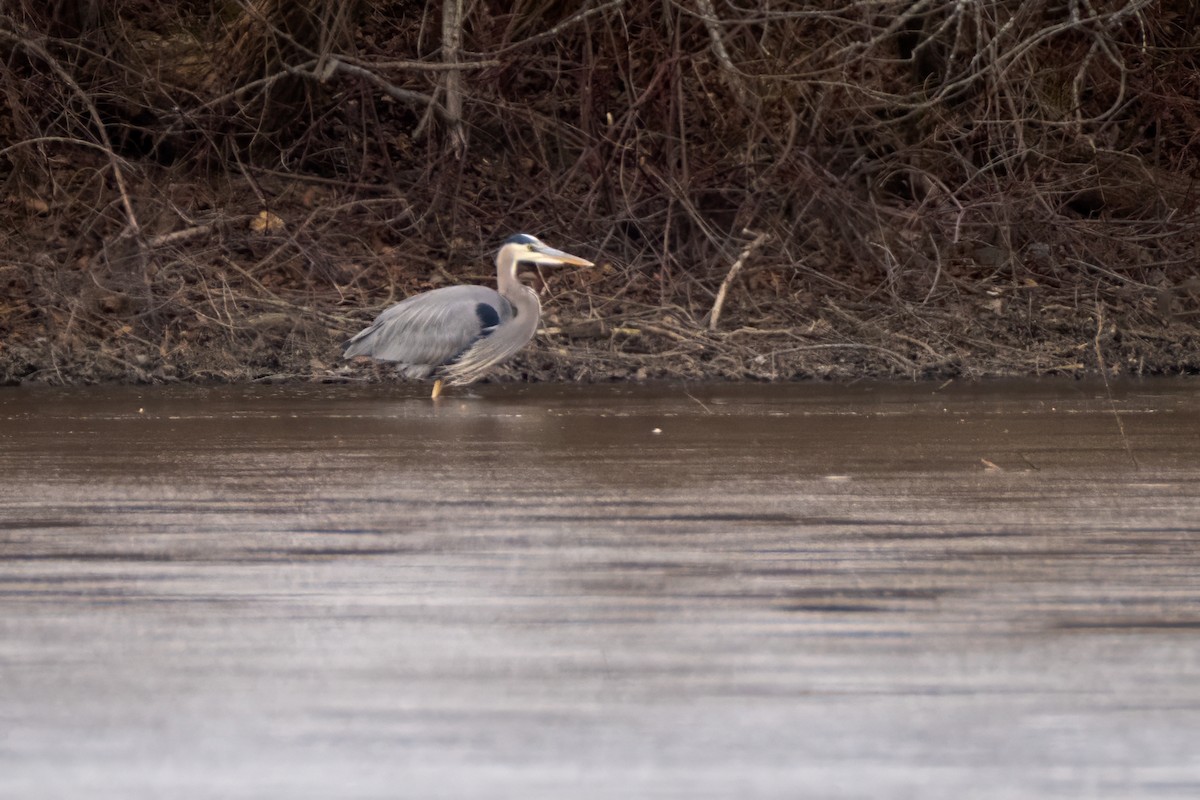 Great Blue Heron - ML646612208
