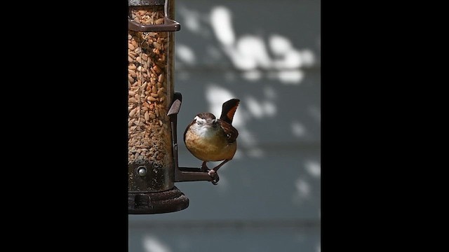 Carolina Wren - ML646612209