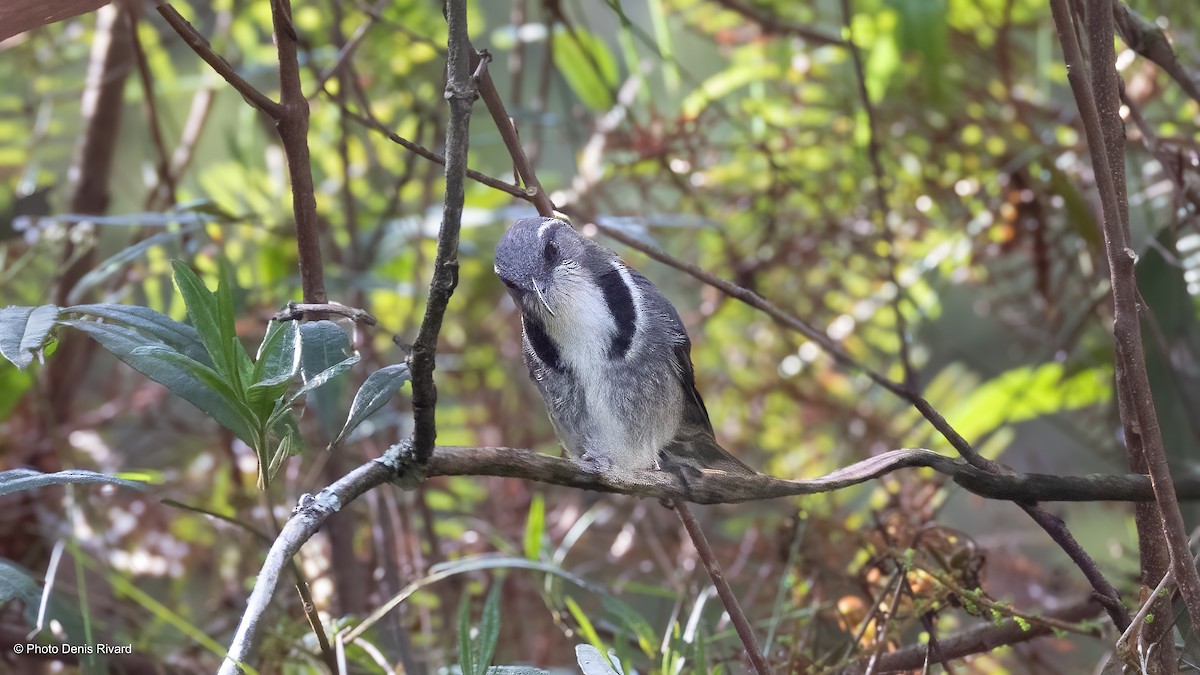 Crescent Honeyeater - ML646612210