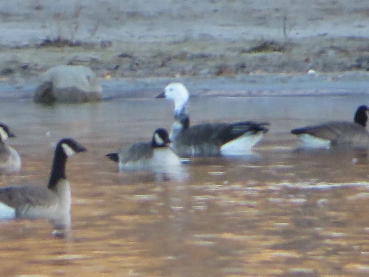 Snow x Canada Goose (hybrid) - ML646612215