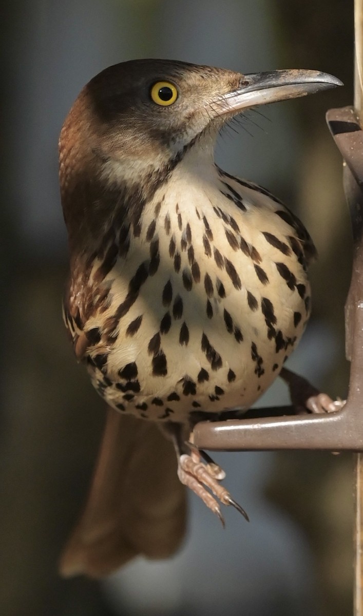 Brown Thrasher - ML646612216