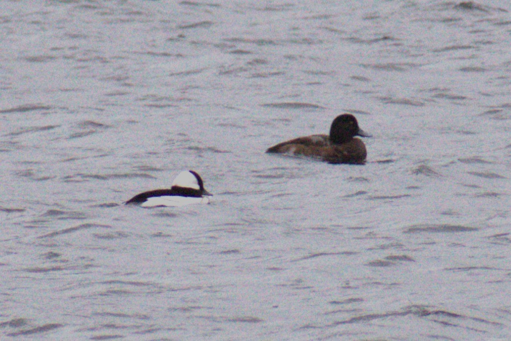 Lesser Scaup - ML646612217