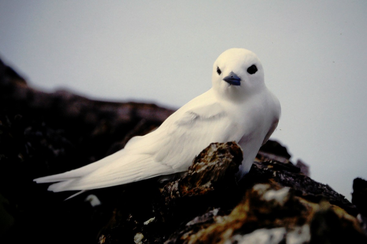 nody indopacifický - ML646612218