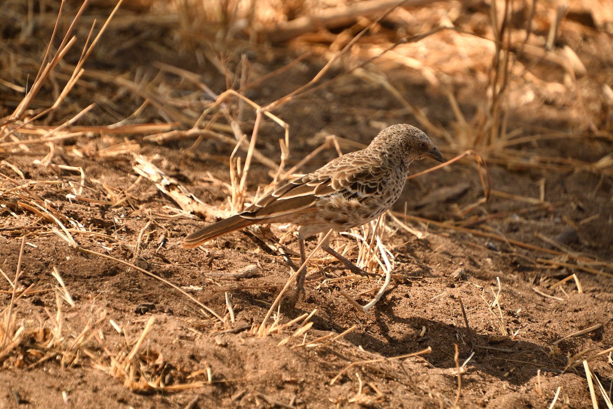 Kızıl Kuyruklu Dokumacı - ML646612219