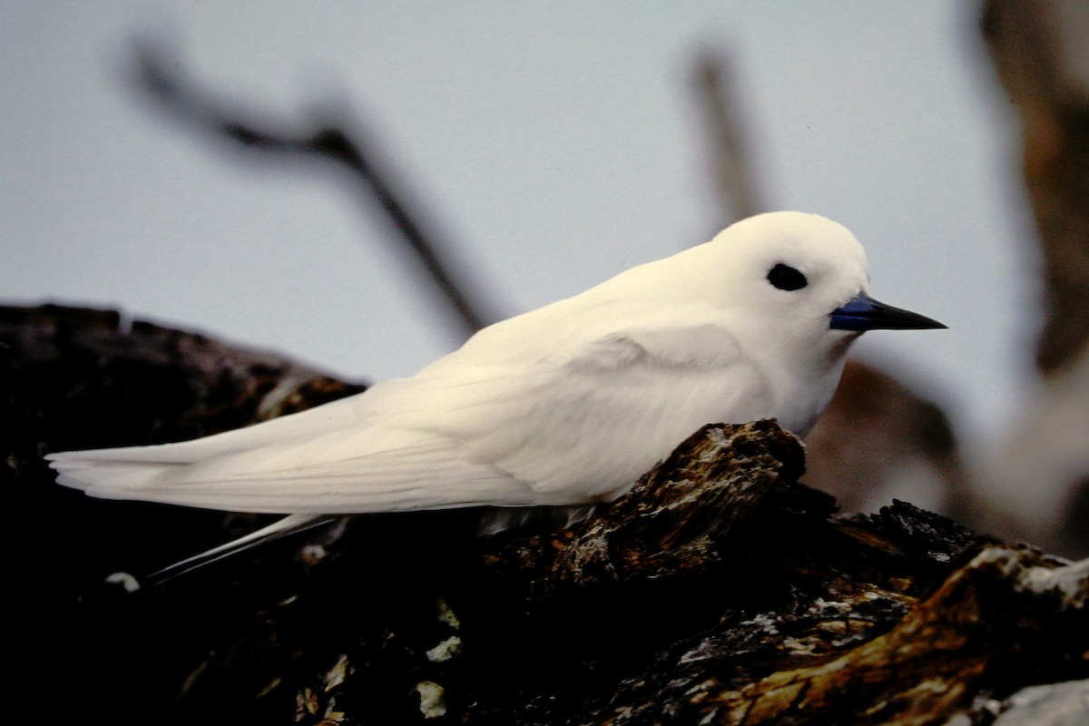 nody indopacifický - ML646612221