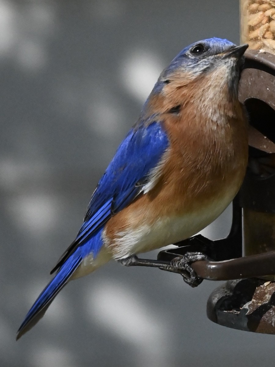 Eastern Bluebird - ML646612224