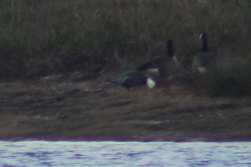 Snow Goose - ML646612228