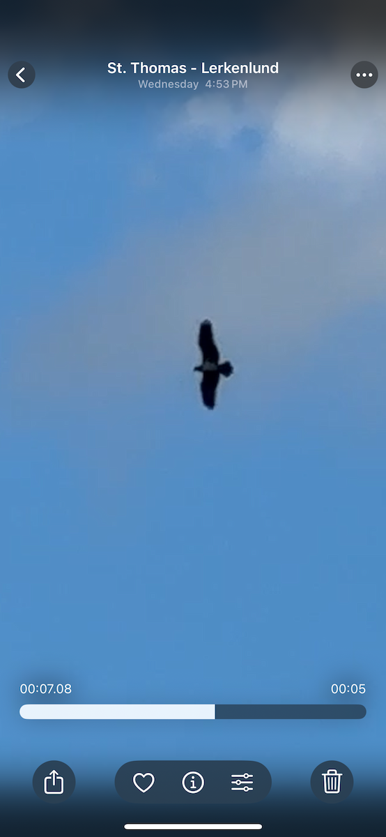 魚鷹 - ML646612229