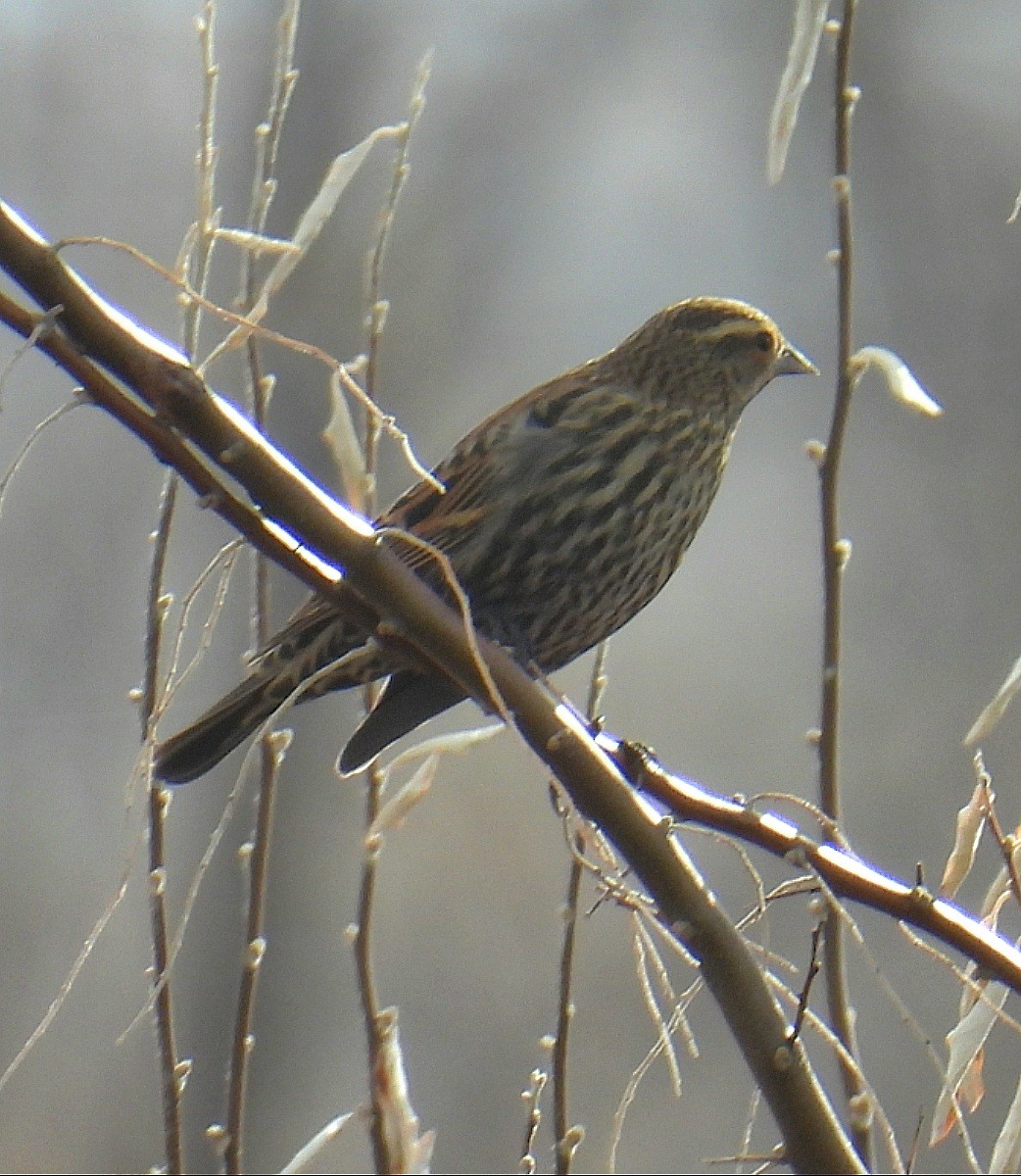 Sargento Alirrojo (grupo phoeniceus) - ML646612232